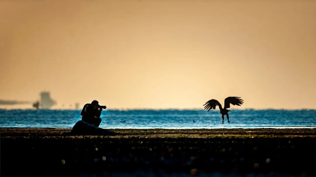 Birding For Beginners:How To Enter The World Of Wonderful Birds